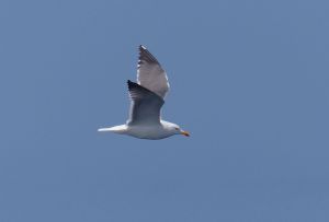 blacl-backed gull