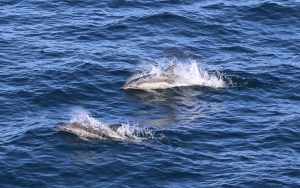 common dolphins at sea