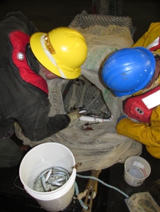 herring being removed from the cod-end of thje midwater trawl