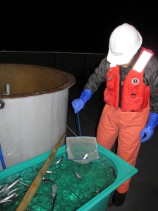 Biologist Chris Taylor transfers live herring to a holding tank
