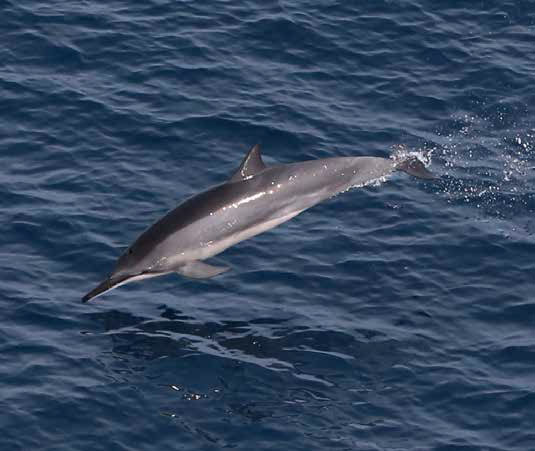 spinner_dolphin