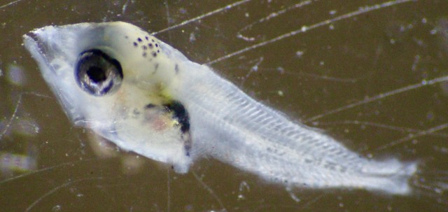 larval bullet-frigate mackerel.jpg