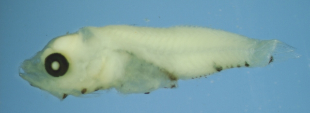 black-sea-bass-larvae-cr