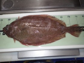 pic 2-fourspot flounder