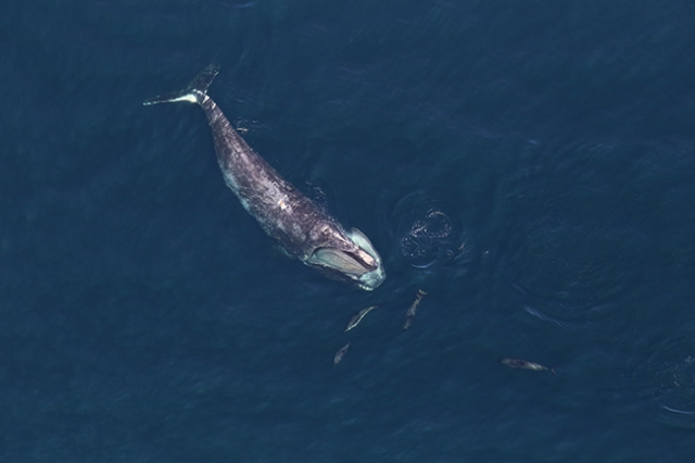 large whale photographed from above while swiming near the ocean surface