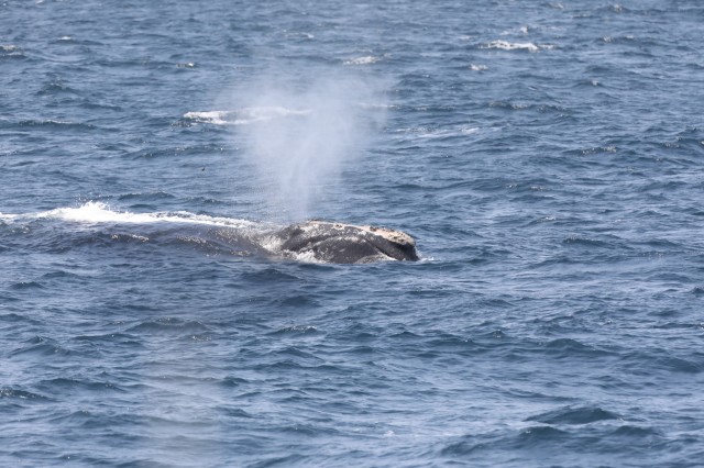 right-whale-from-rv-ct-5944